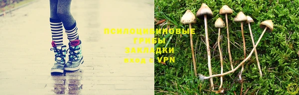 ПСИЛОЦИБИНОВЫЕ ГРИБЫ Алексин